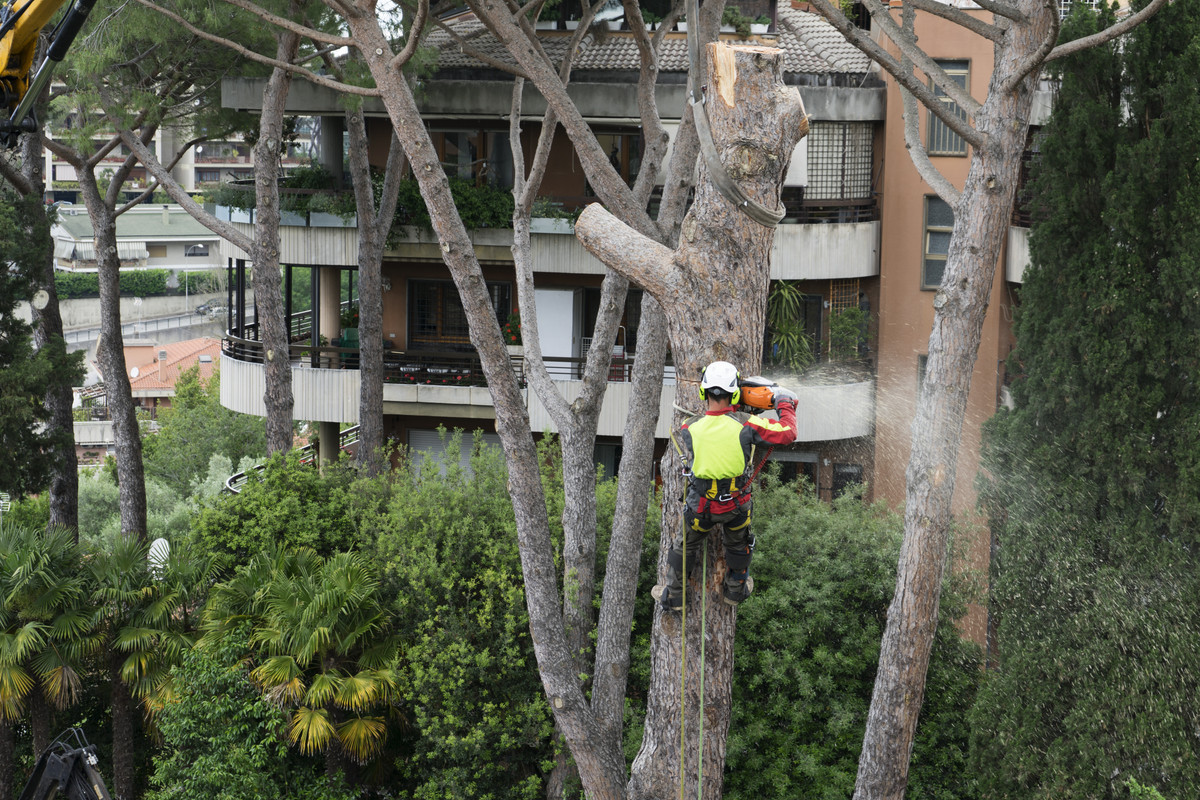 How to Choose a Tree Service