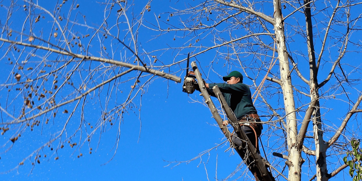 How Much Are Tree Trimming Services?