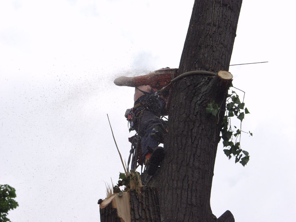 Tree Service Insurance Costs: The Definitive Guide