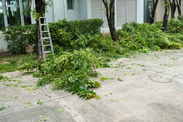 What is the Difference Between Tree Trimming and Pruning?