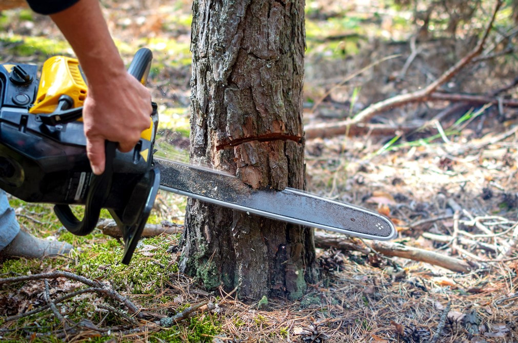 Why Tree Removal Is Necessary